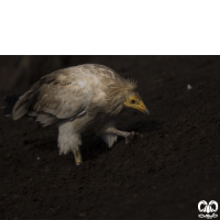 گونه کرکس مصری Egyptian Vulture